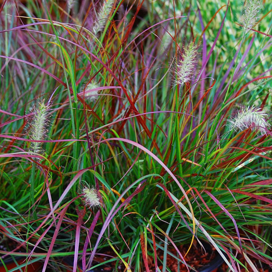 Pennisetum alopecuroides 'Burgundy Bunny'