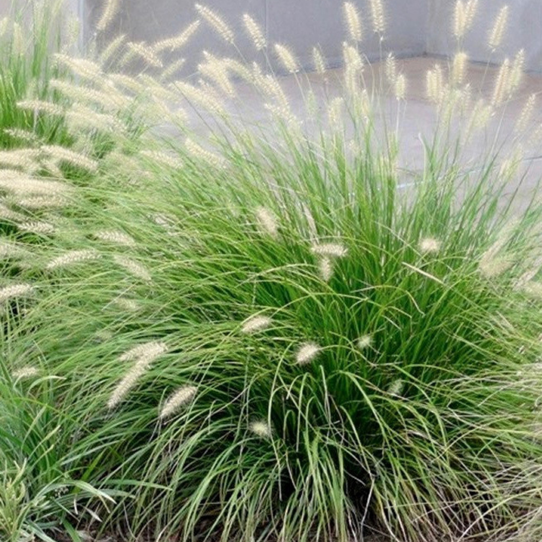 Pennisetum alopecuroides 'Little Bunny'