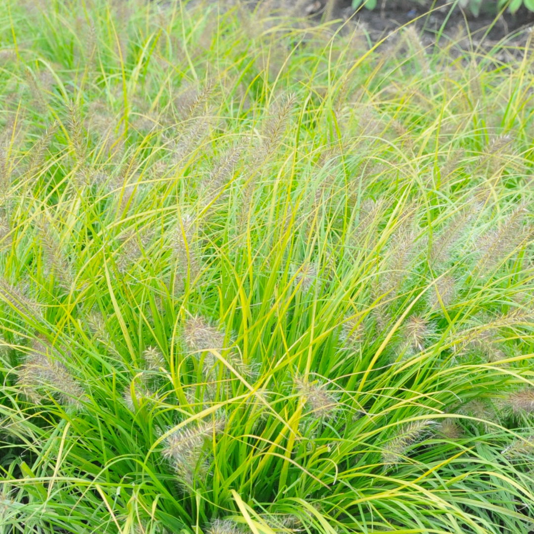 Pennisetum alopecuroides 'Lumen Gold'