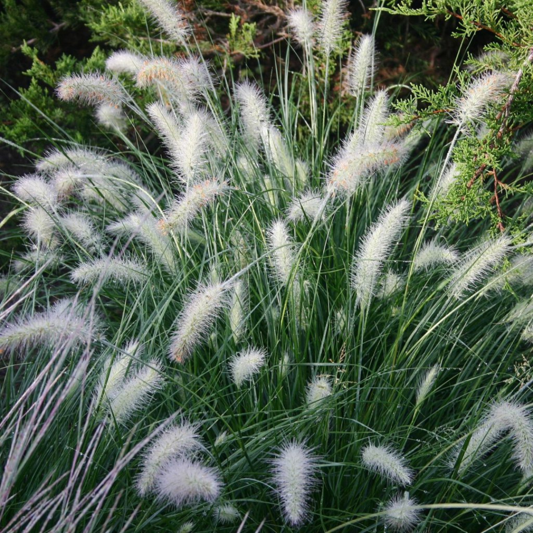 Pennisetum alopecuroides 'Piglet'