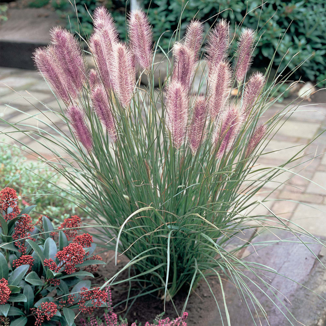 Pennisetum alopecuroides 'Red Head'