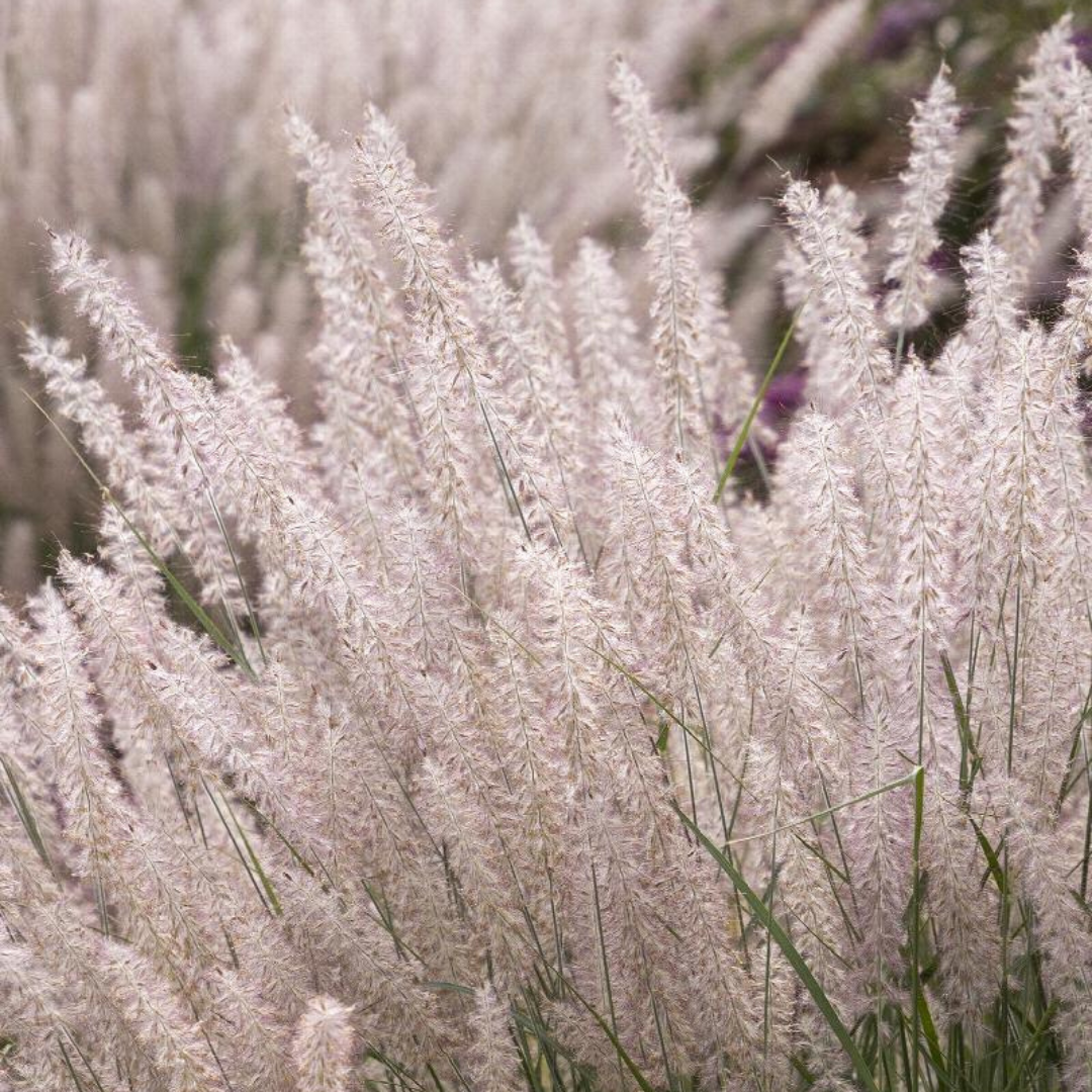 Pennisetum orientale 'Karley Rose'