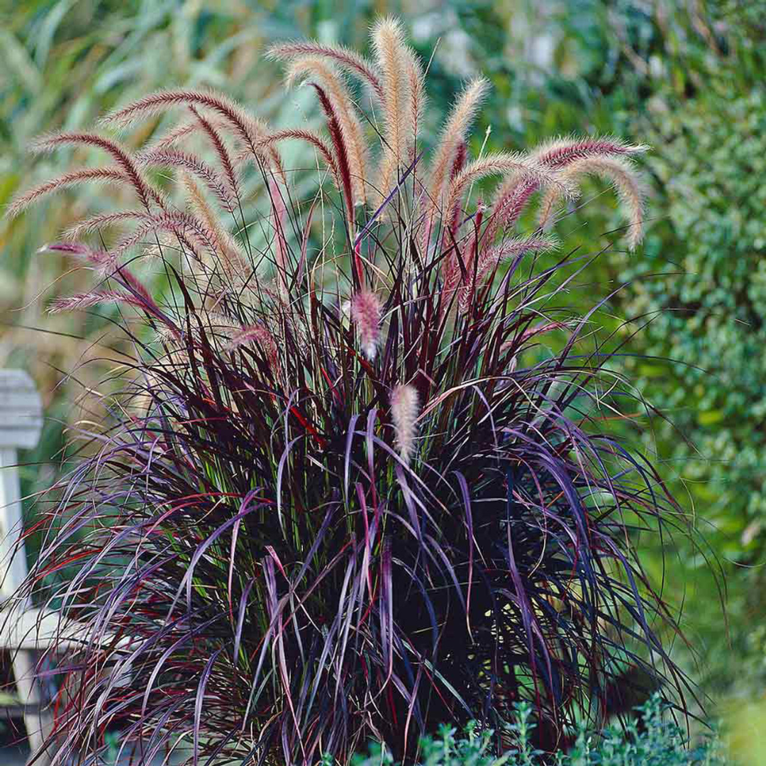 Pennisetum setaceum 'Rubrum' 