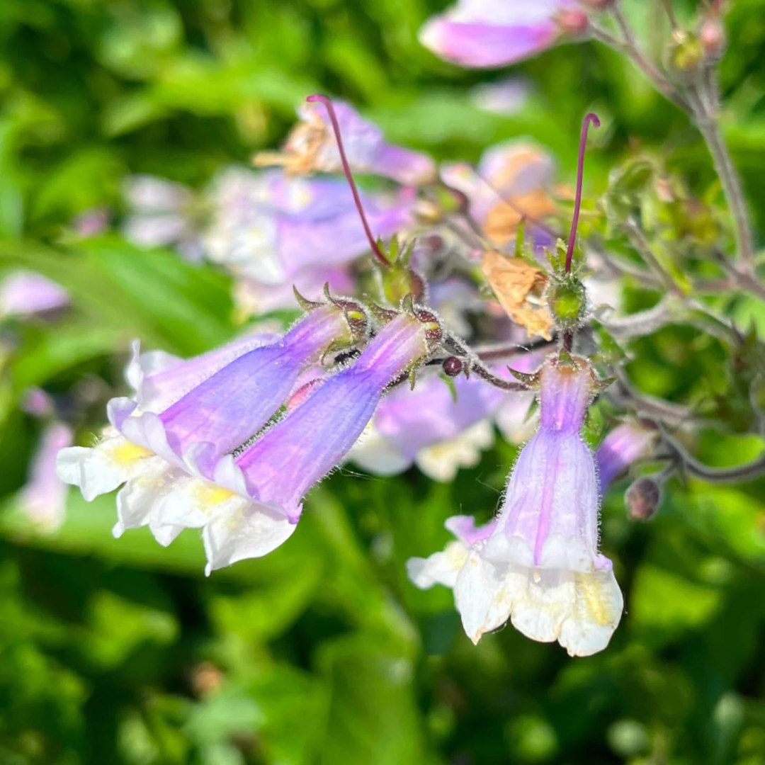 Penstemon hirsutus