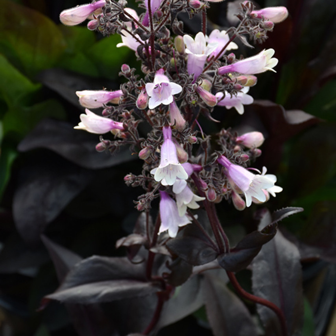 Penstemon hybrid 'Dark Towers'