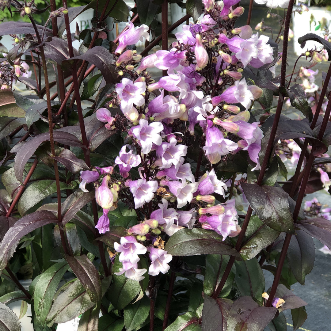 Penstemon hybrid 'Midnight Masquerade'