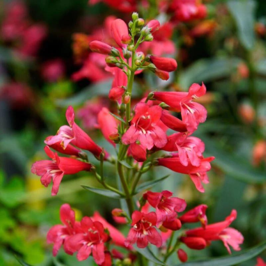 Penstemon hybrid 'Pristine Scarlet'