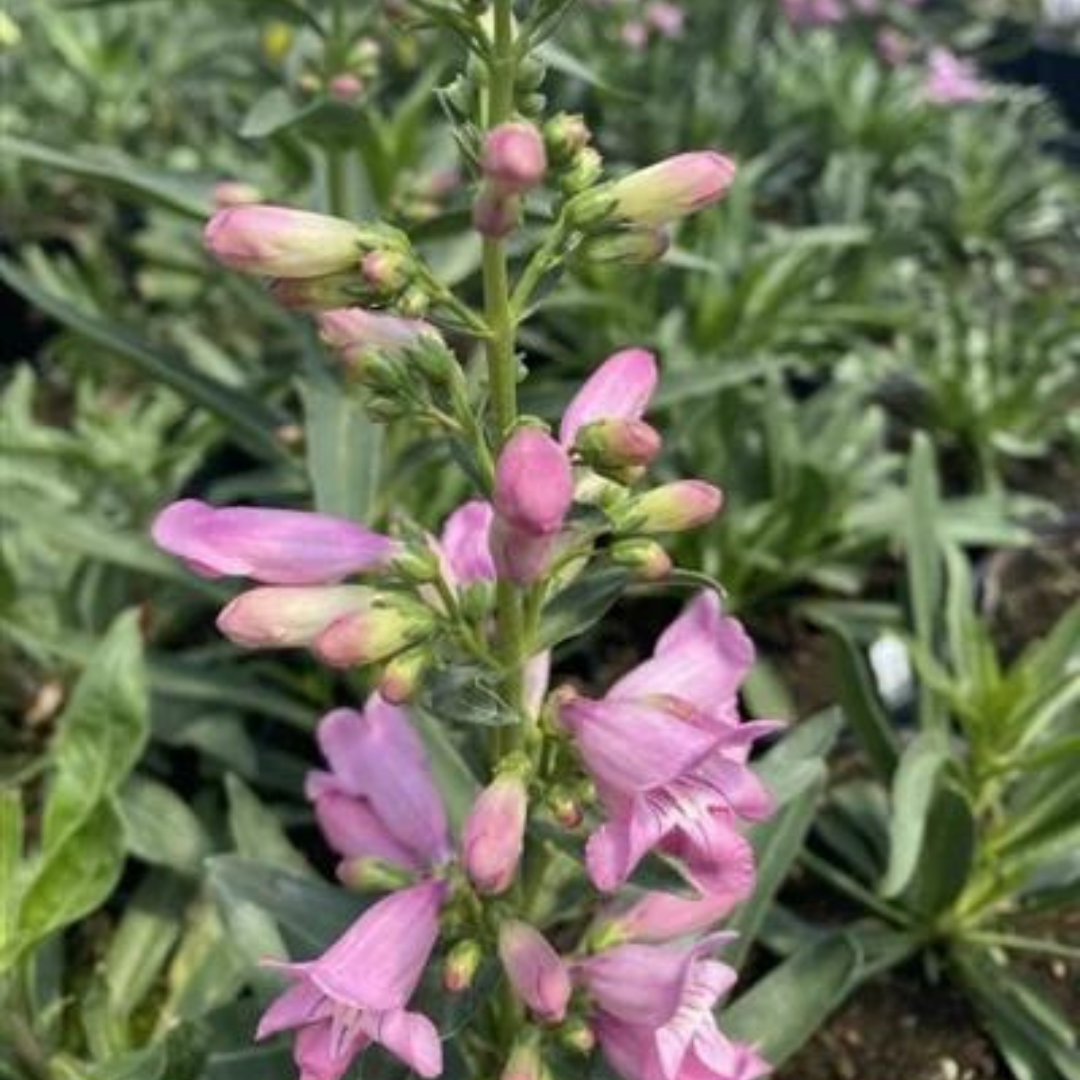 Penstemon schmidel 'Hot Pink Riding Hood'