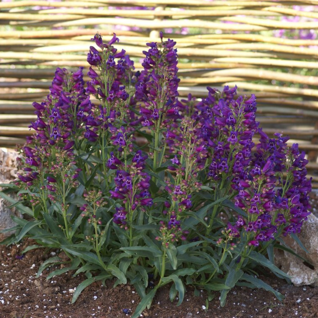 Penstemon schmidel 'Purple Riding Hood'