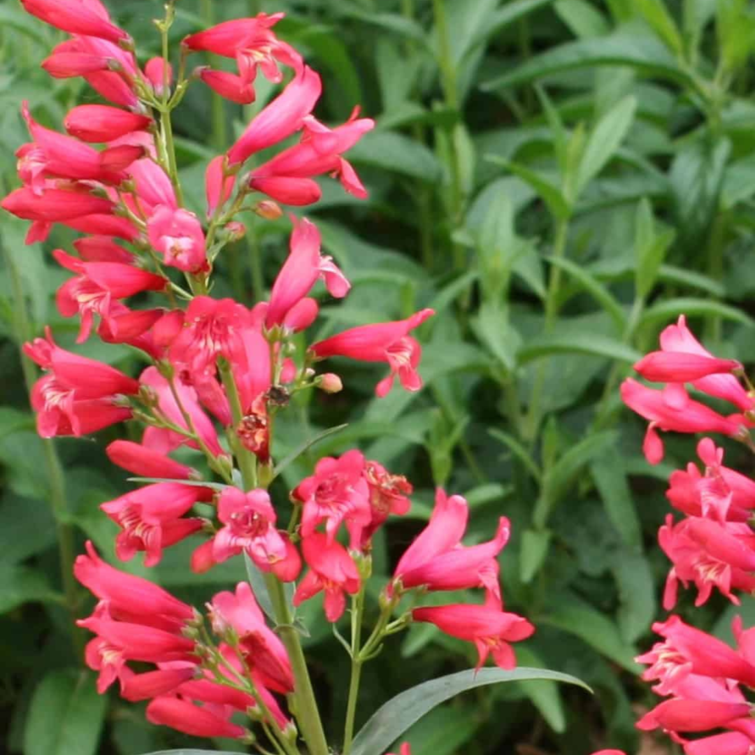 Penstemon schmidel 'Red Riding Hood'