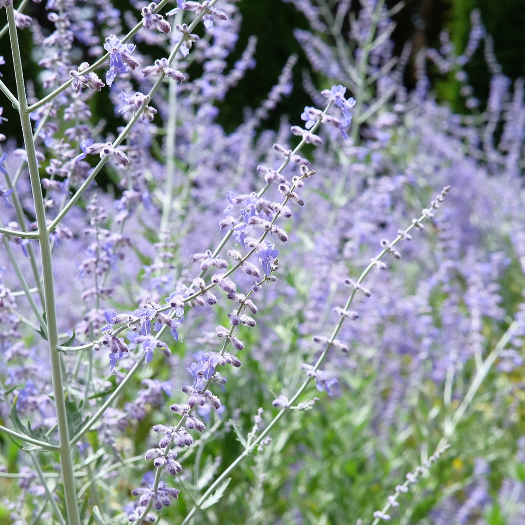 Perovskia atriplicifolia