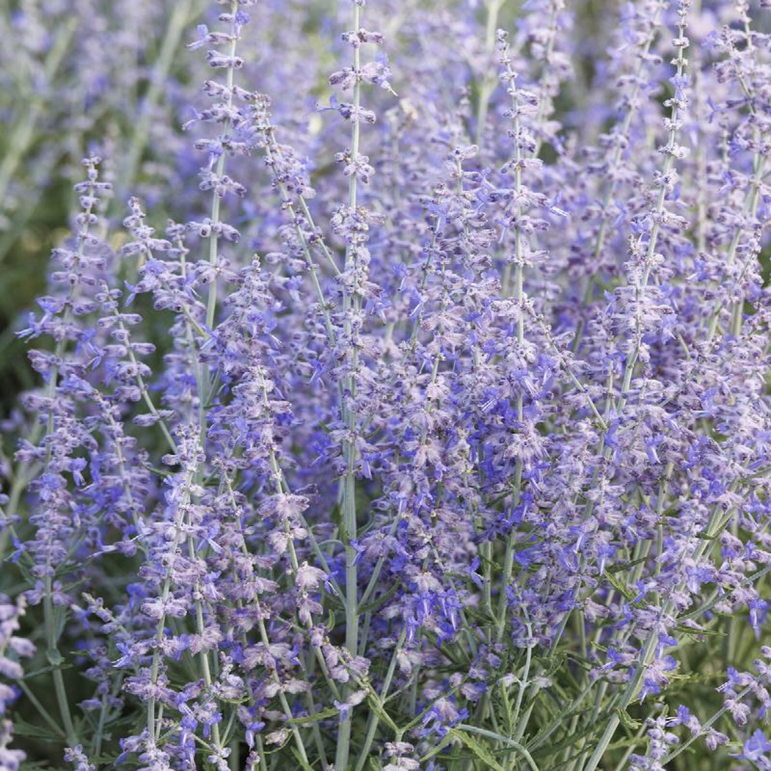 Perovskia atriplicifolia 'Blue Jean Baby'