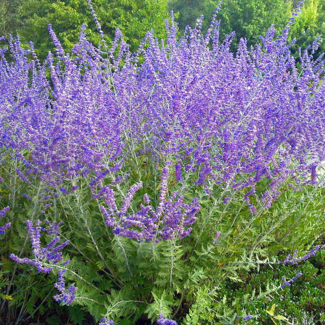 Perovskia atriplicifolia 'Crazy Blue'