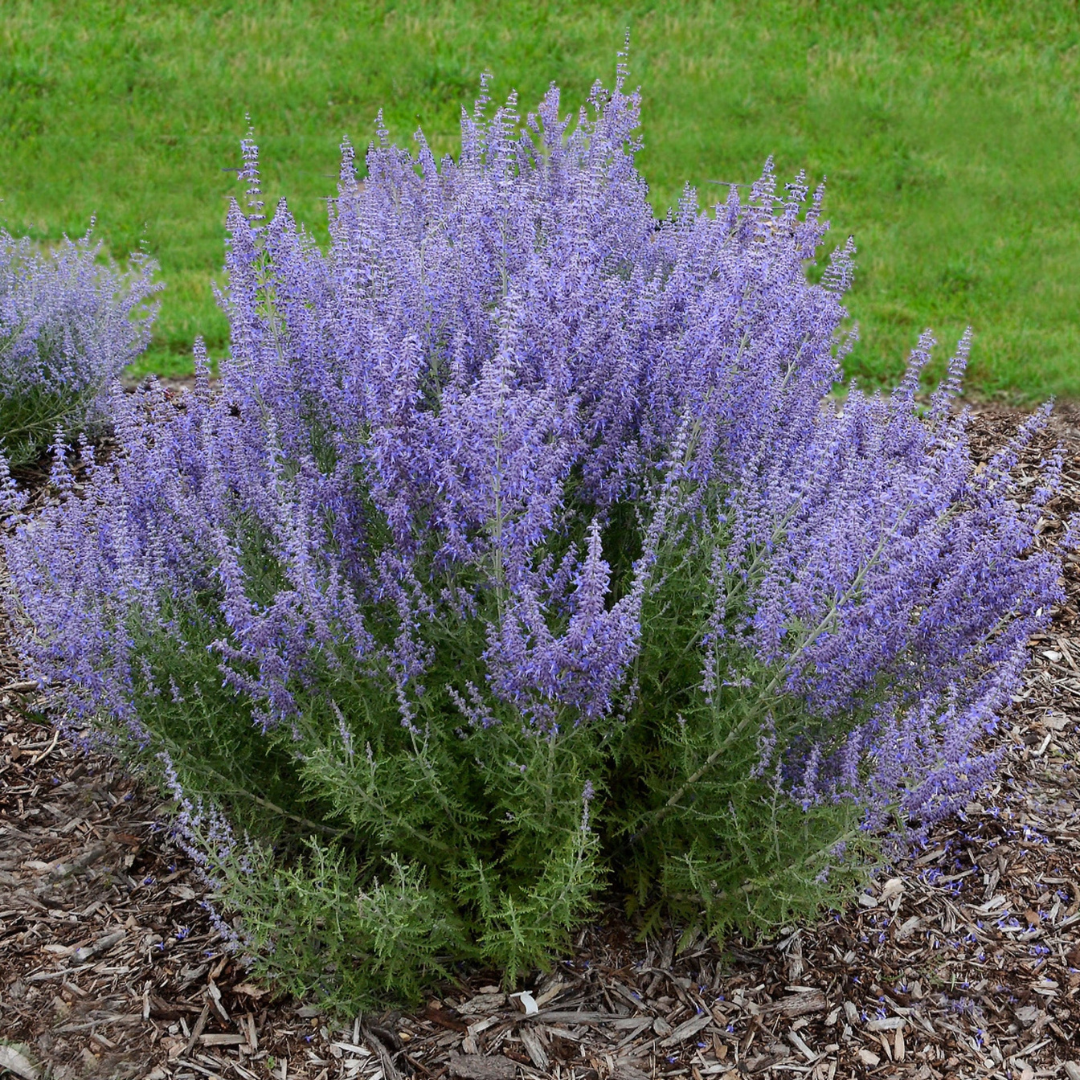 Perovskia atriplicifolia 'Denim 'n Lace'