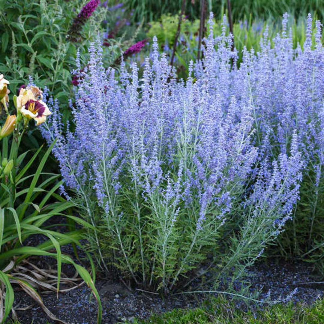 Perovskia atriplicifolia 'Little Spire'