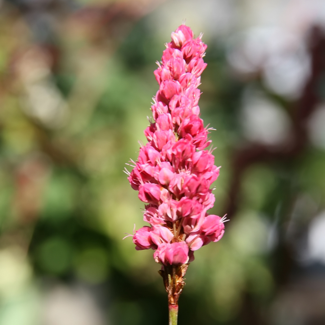 Persicaria affinis 'Dimity'