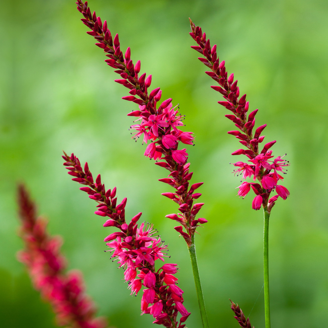 Persicaria amplexicaulis 'Firetail'