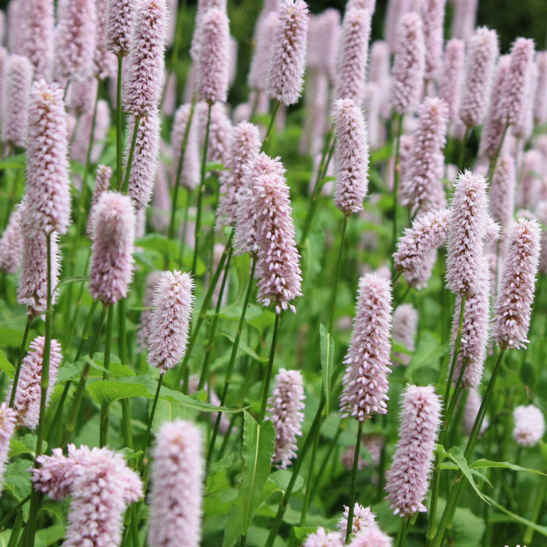 Persicaria bistorta 'Superba'