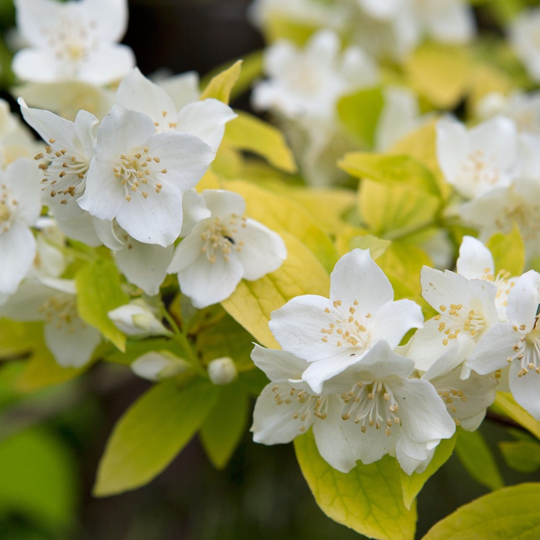 Philadelphus coronarius 'Aureus'