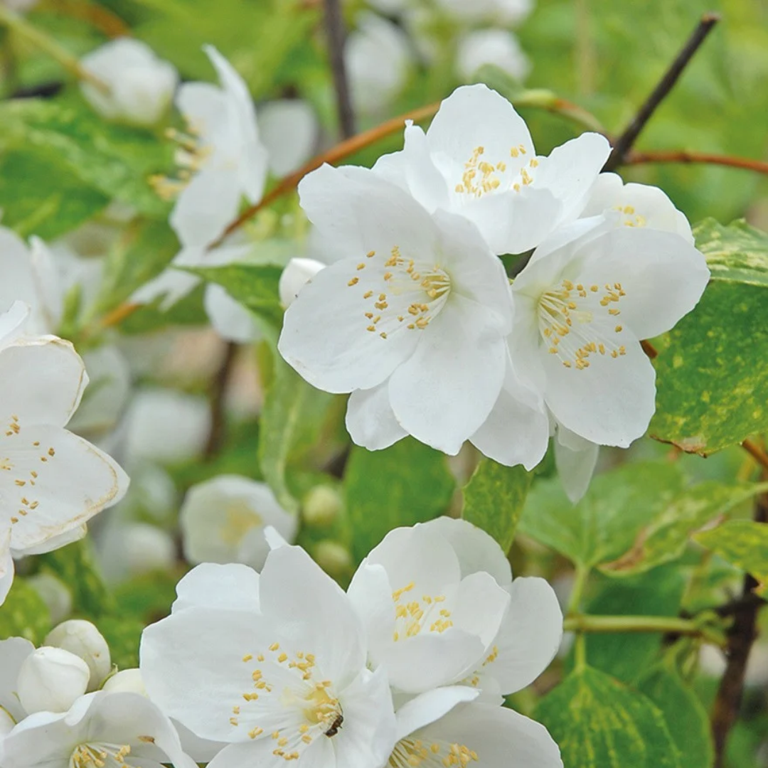 Philadelphus x 'Innocence'