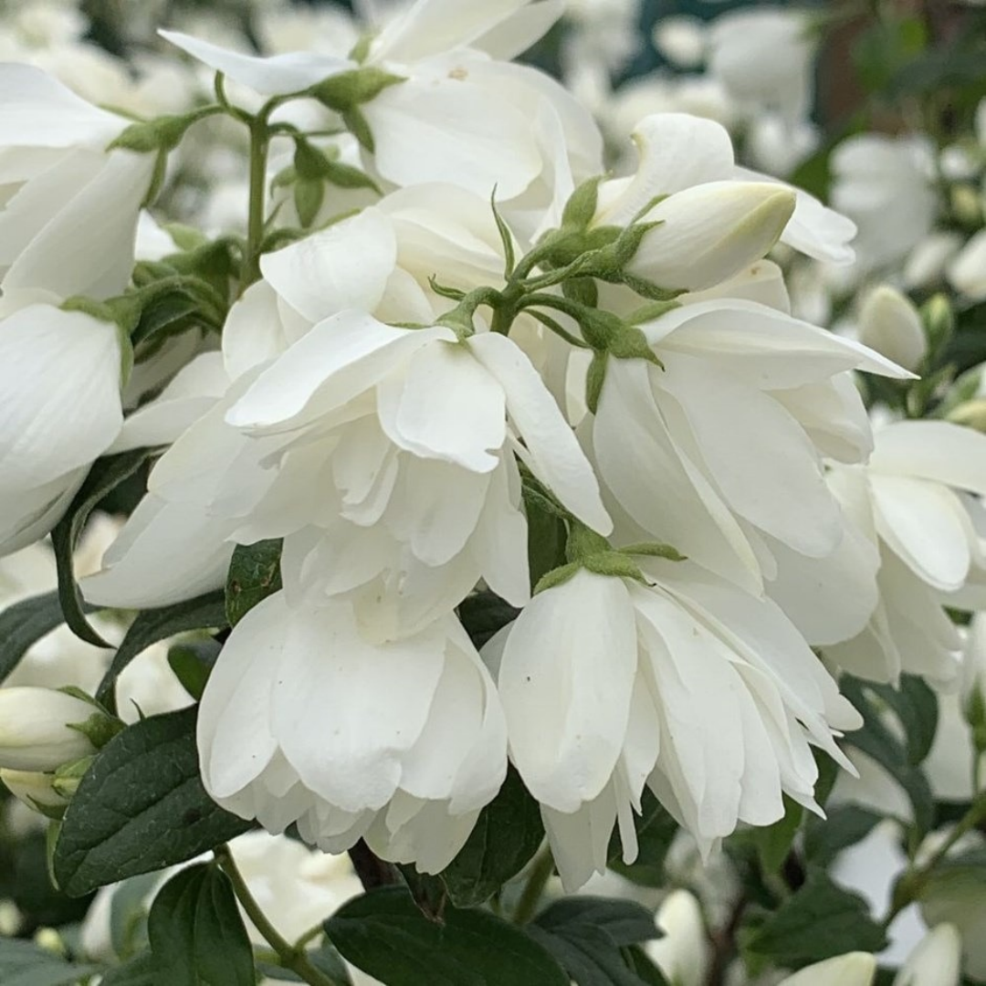 Philadelphus x 'Miniature Snowflake'