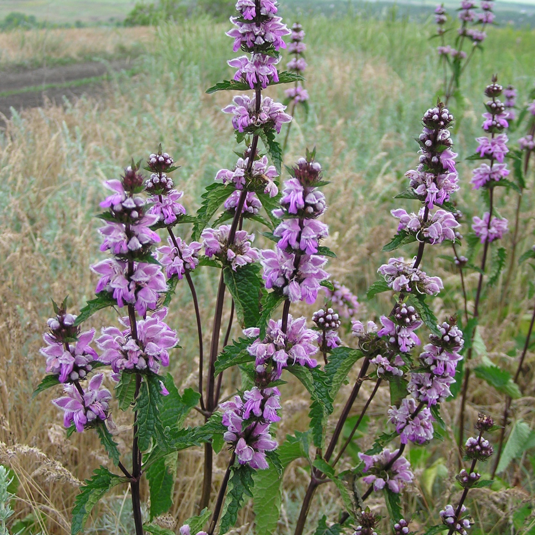 Phlomis tuberosa