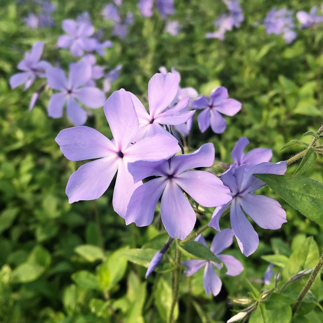 Phlox divaricata 'Blue Moon'