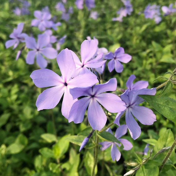 Phlox 'Blue Moon' | Native Woodland Phlox | Ontario Grown