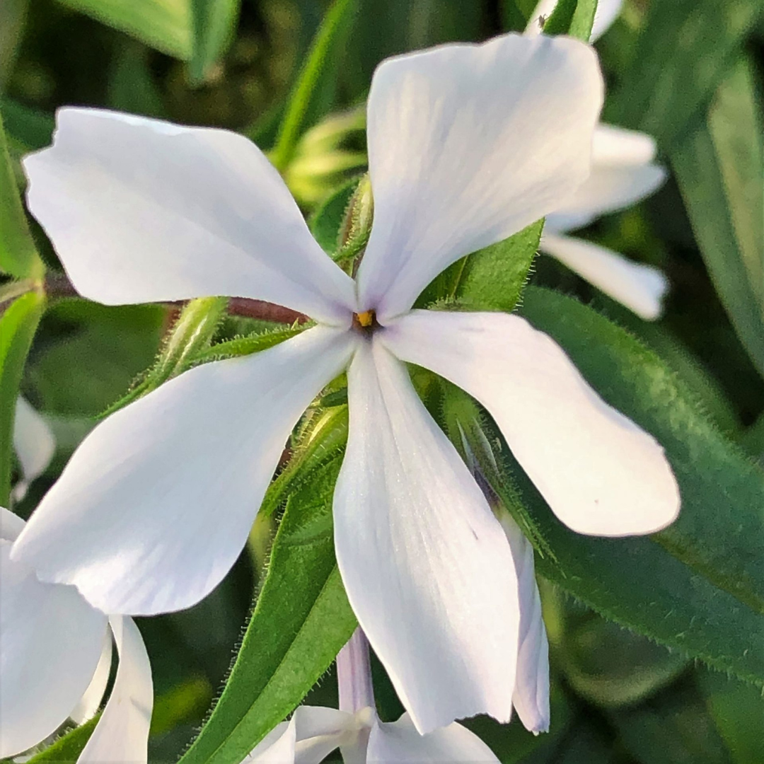 Phlox divaricata 'Maybreeze'