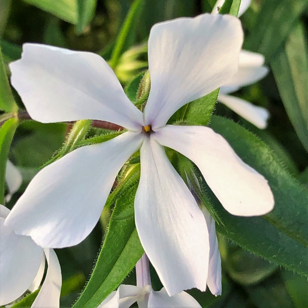 Shop Phlox 'Maybreeze' | Ontario Grown Native | Trusted by