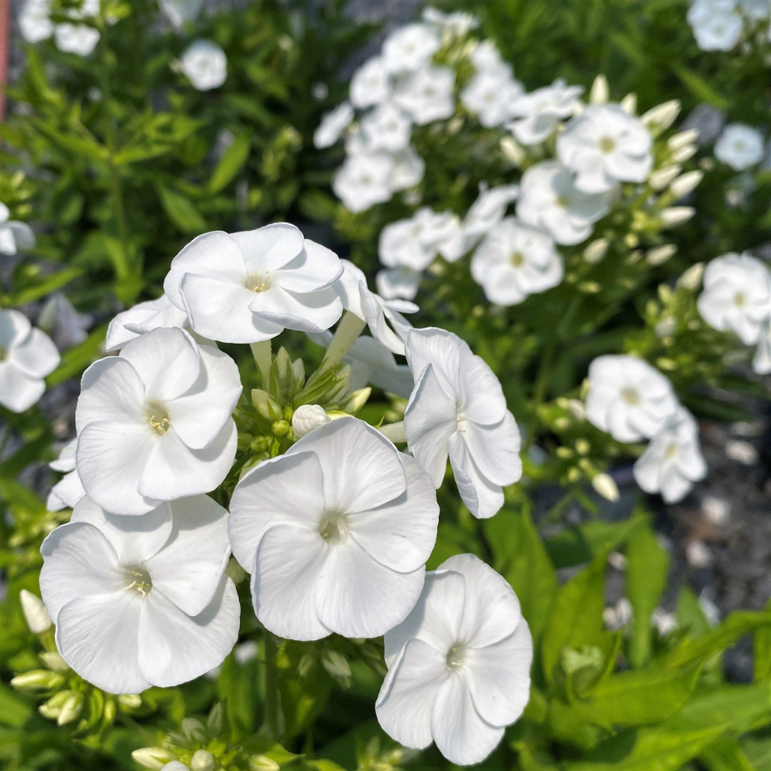 Phlox paniculata 'Backlight'