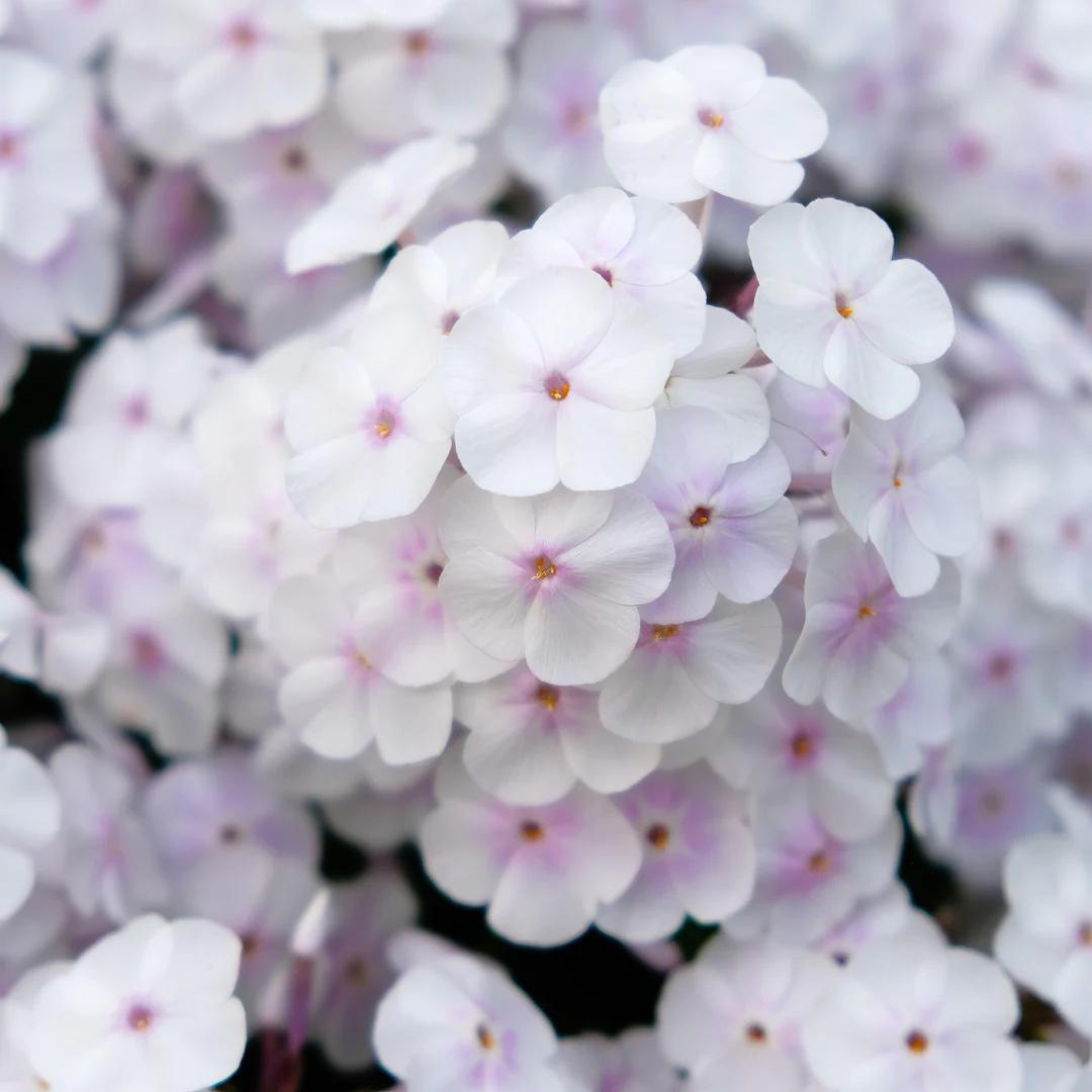 Phlox paniculata 'Fashionably Early Crystal'