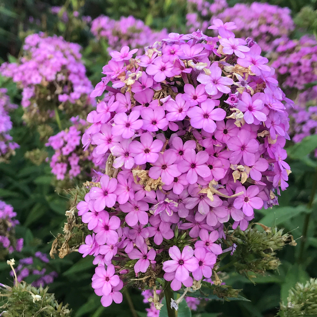 Phlox paniculata 'Jeana'