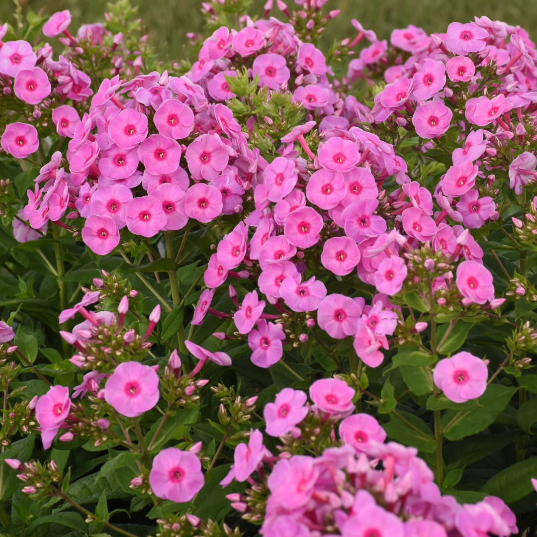 Phlox paniculata 'Luminary Prismatic Pink'