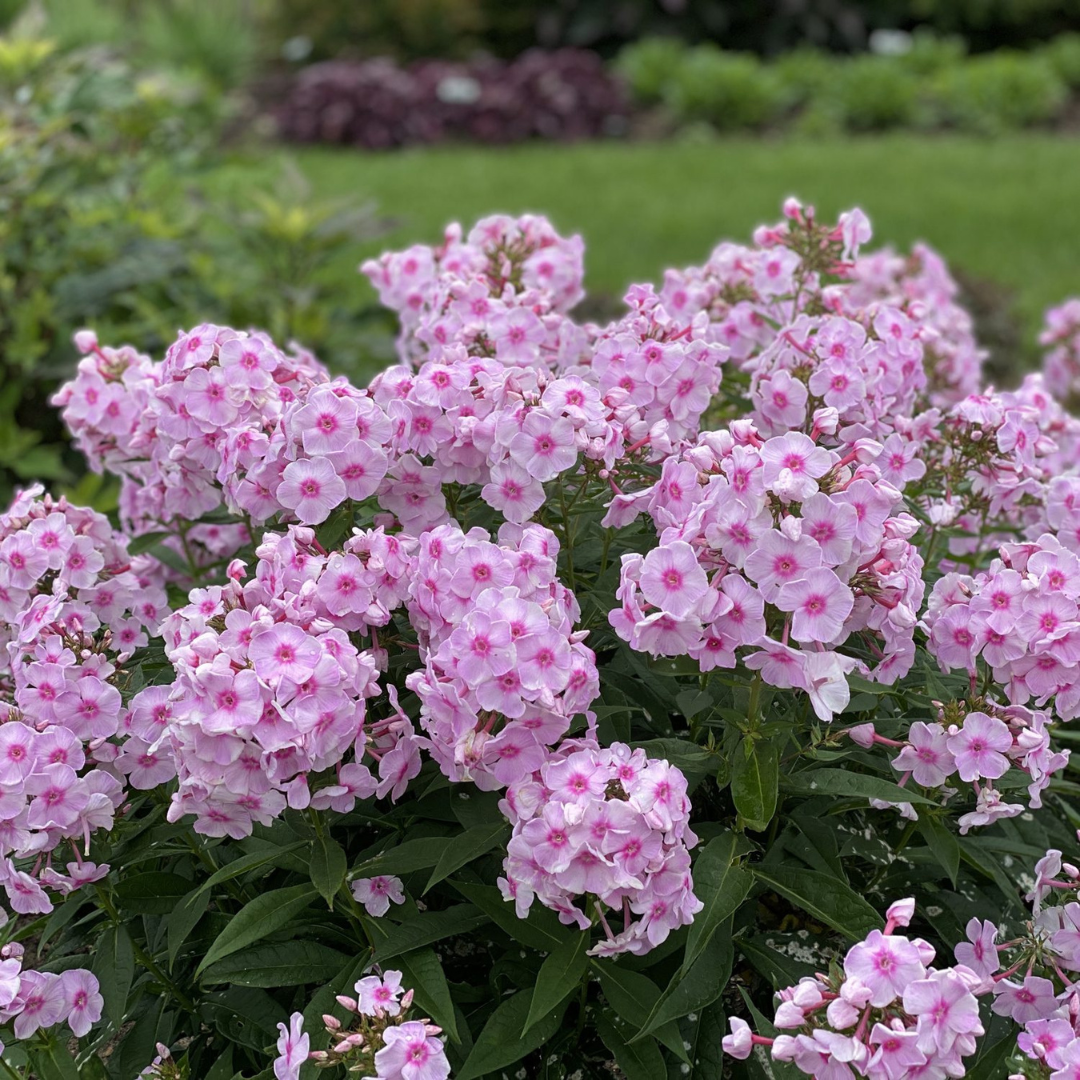 Phlox paniculata 'Opalescence'