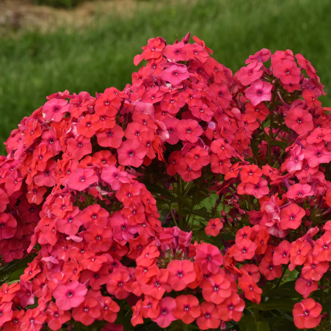 Phlox paniculata 'Sunset Coral'