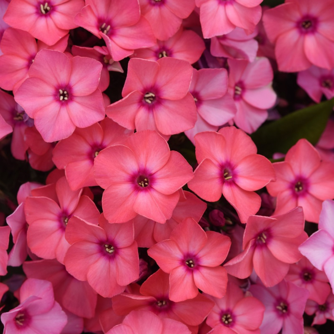 Phlox paniculata 'Super Ka-Pow Coral'