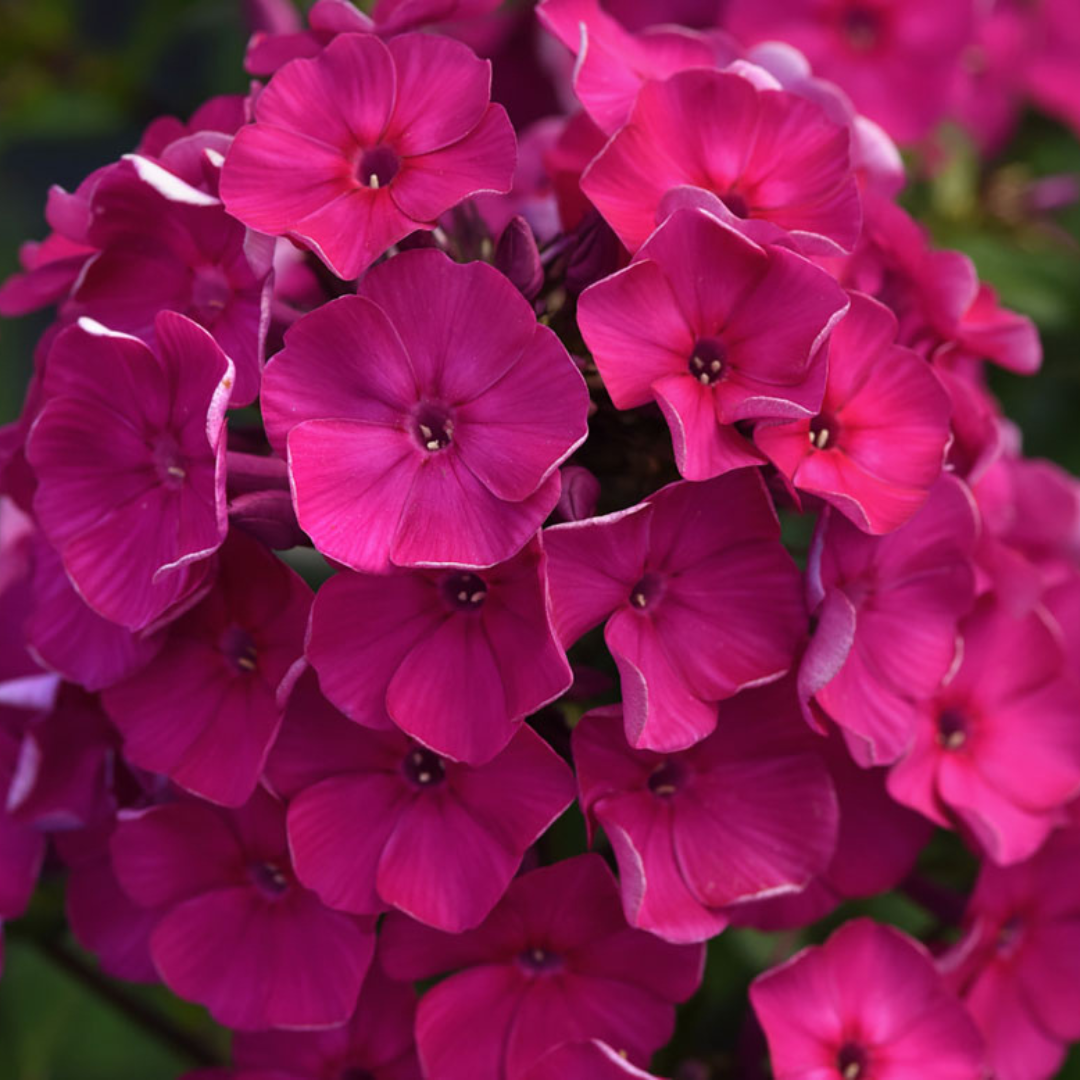 Phlox paniculata 'Super Ka-Pow Fuchsia'