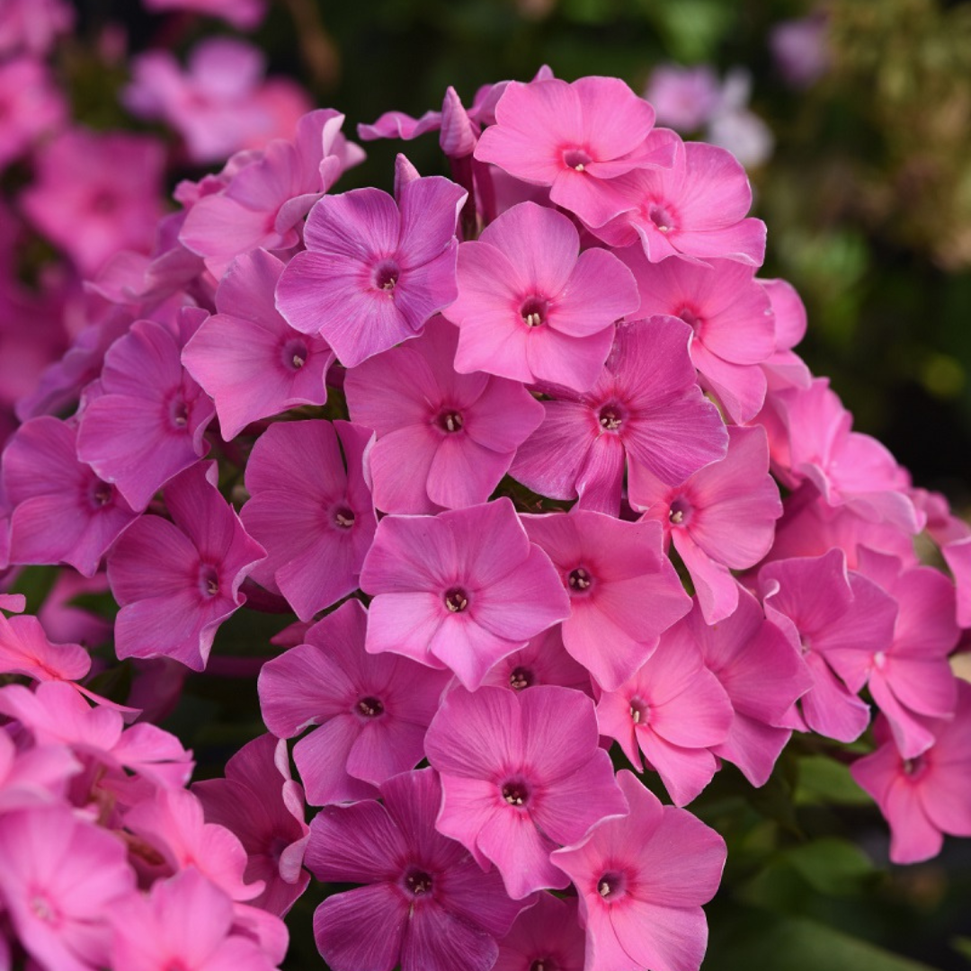 Phlox paniculata 'Super Ka-Pow Pink'