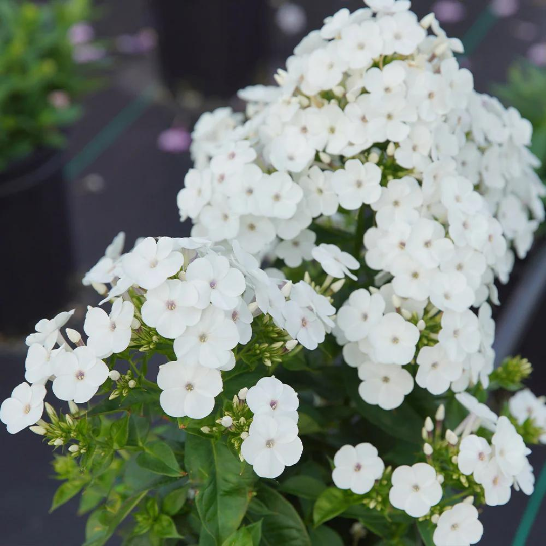 Phlox paniculata 'Super Ka-Pow White'