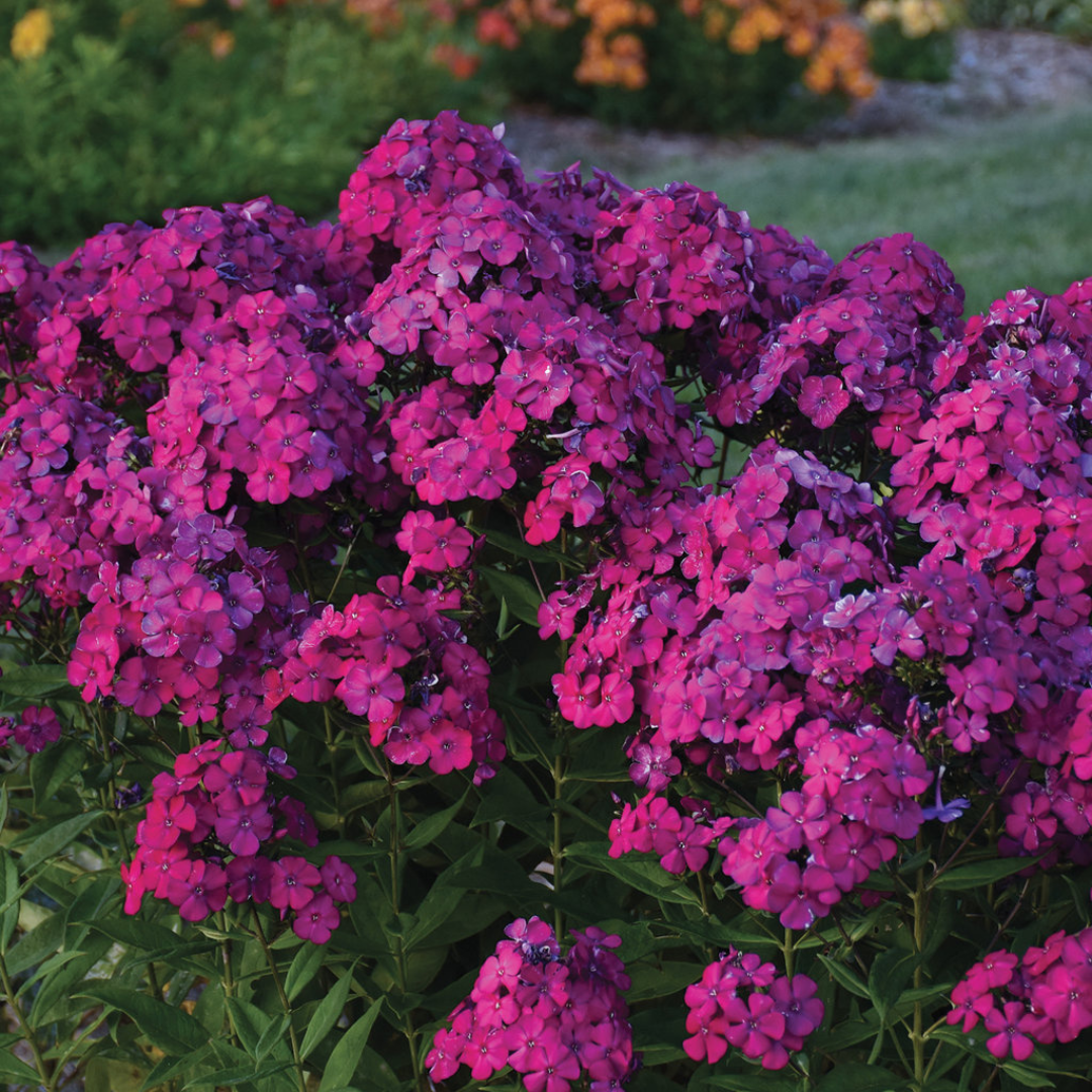 Phlox paniculata 'Ultraviolet'