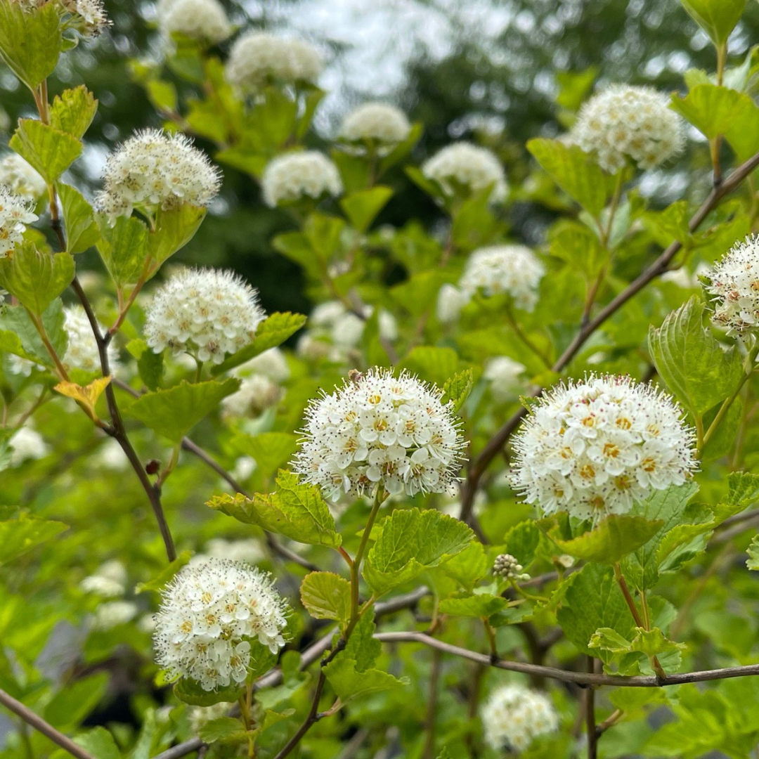 Physocarpus opulifolius