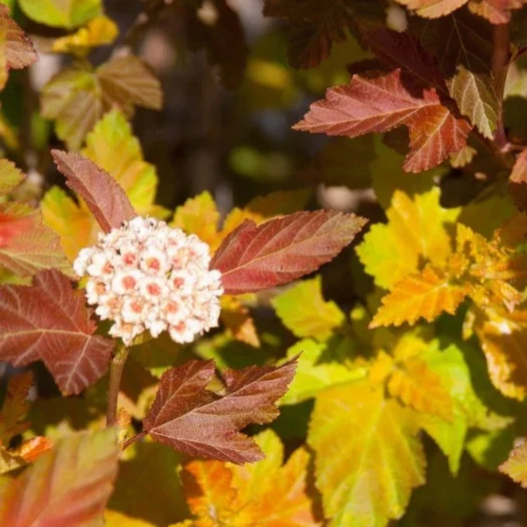 Physocarpus opulifolius Amber Jubilee™