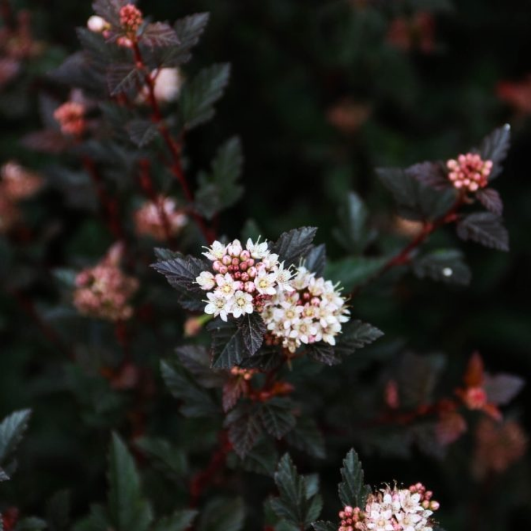 Physocarpus opulifolius Calico Kitty™