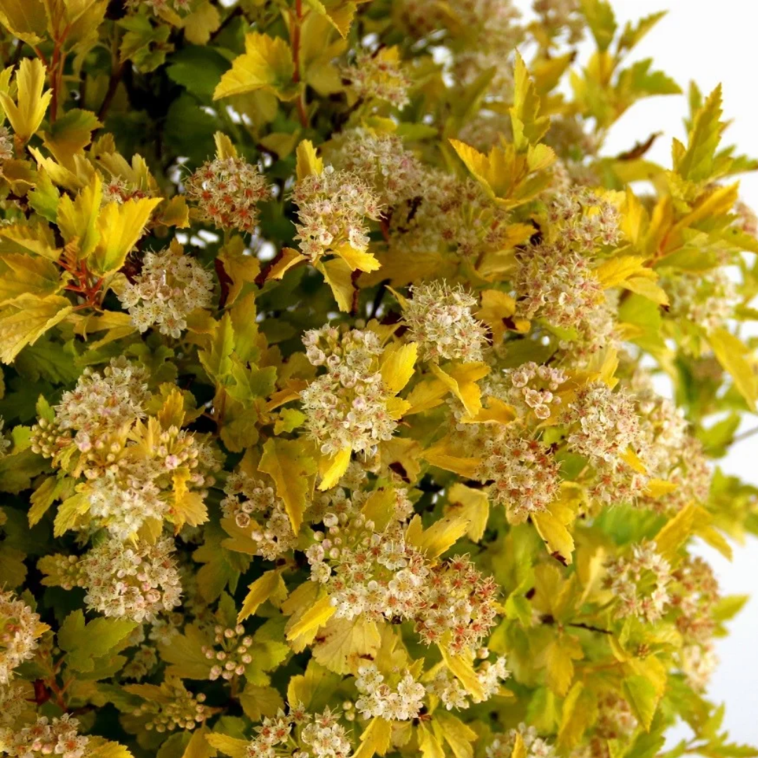 Physocarpus opulifolius Cougar Cub™