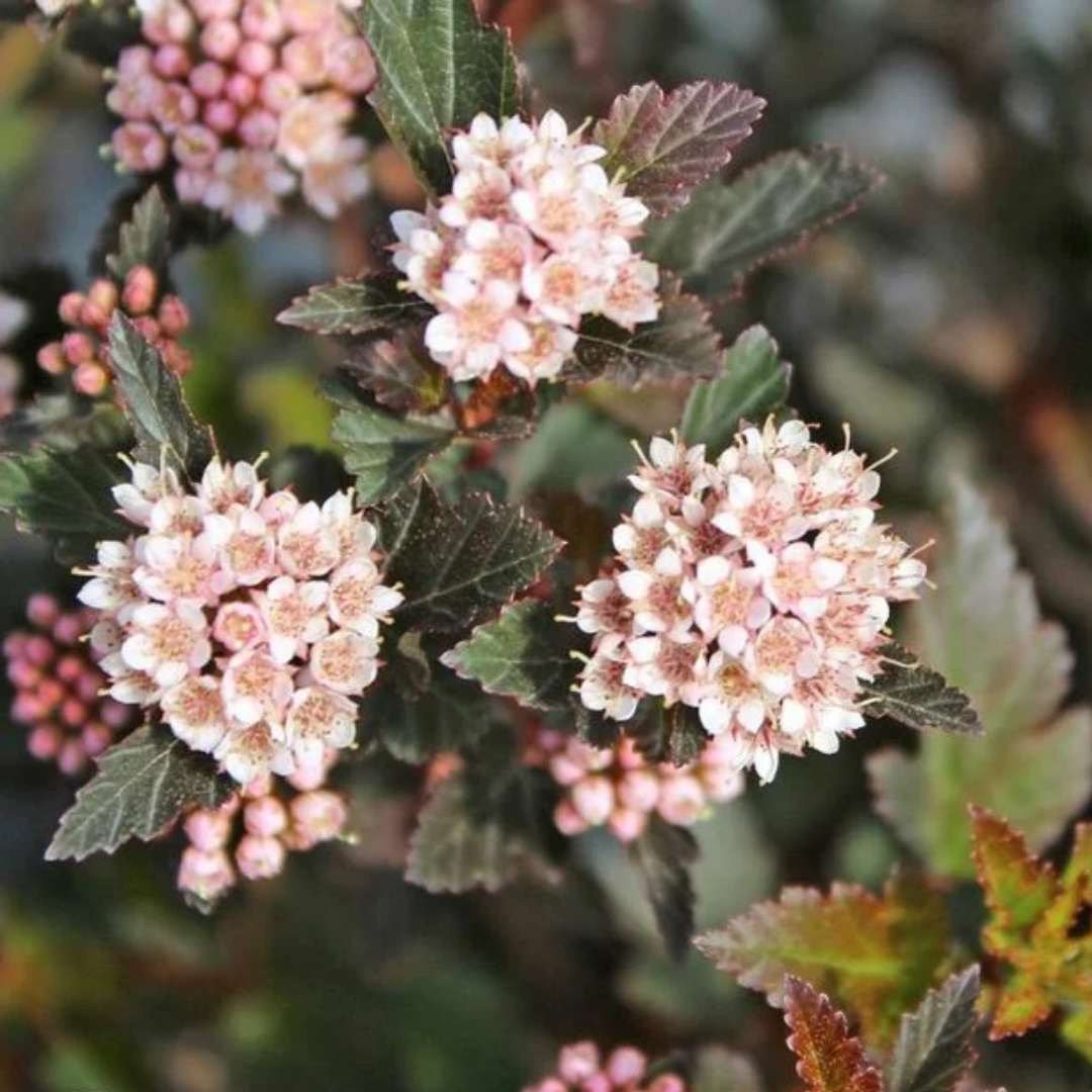Physocarpus opulifolius Little Devil™