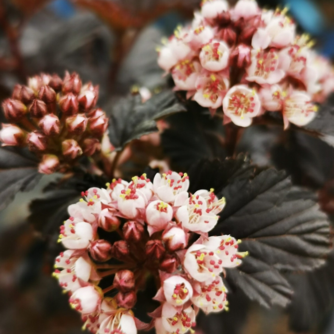 Physocarpus opulifolius Panther®