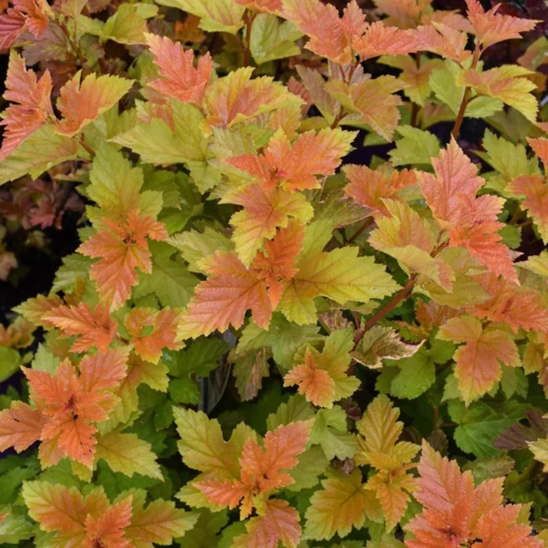 Physocarpus opulifolius Savannah Sunset™