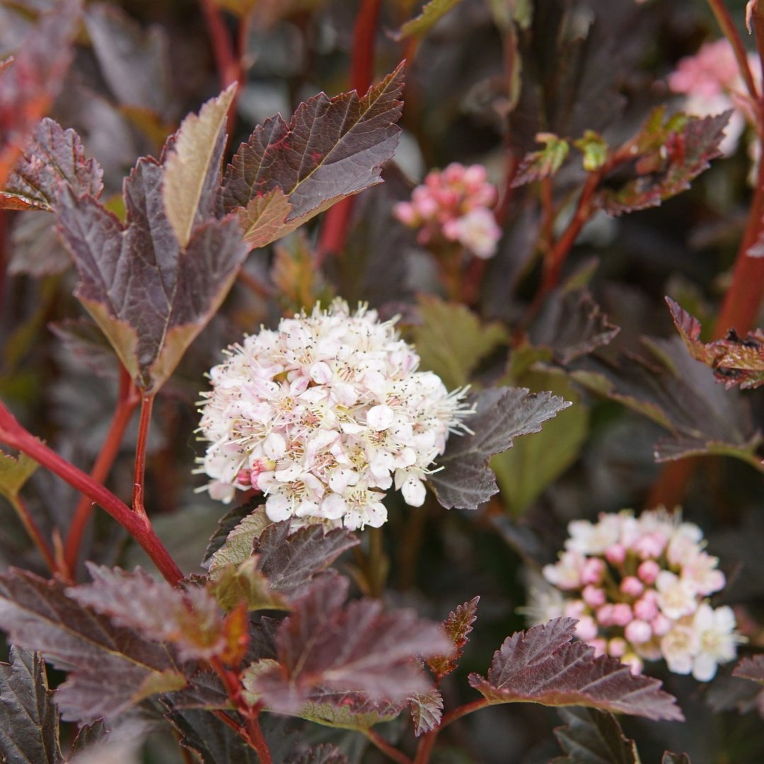 Physocarpus opulifolius Tiny Wine®