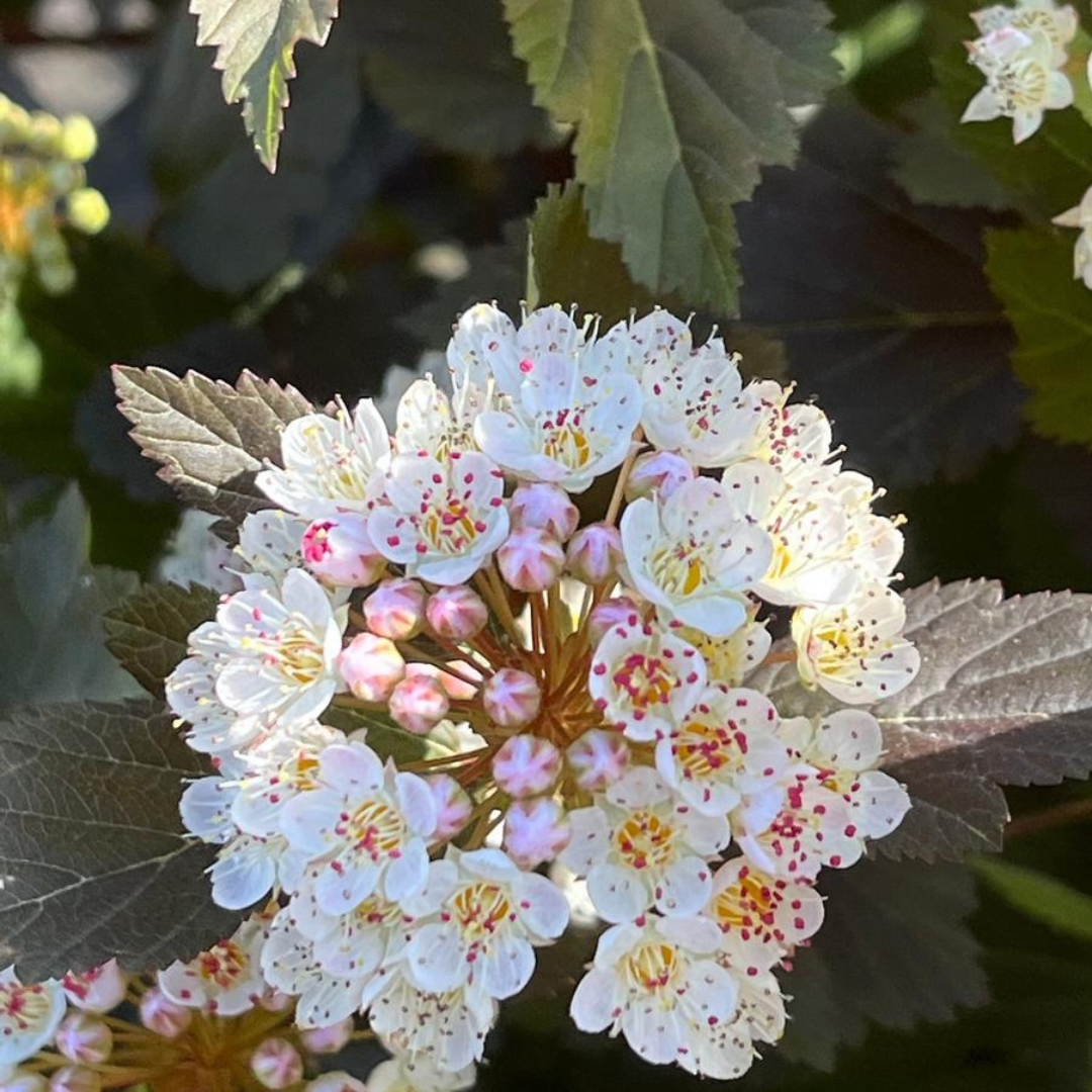 Physocarpus opulifolius Summer Wine®
